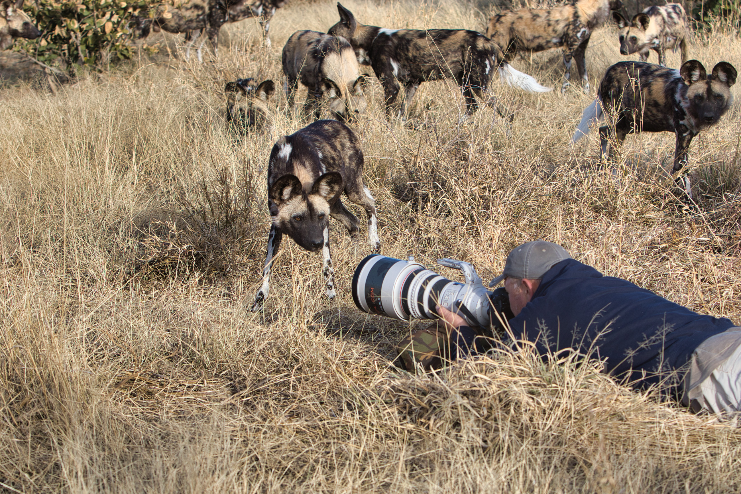 contact-jan-wilde-hond